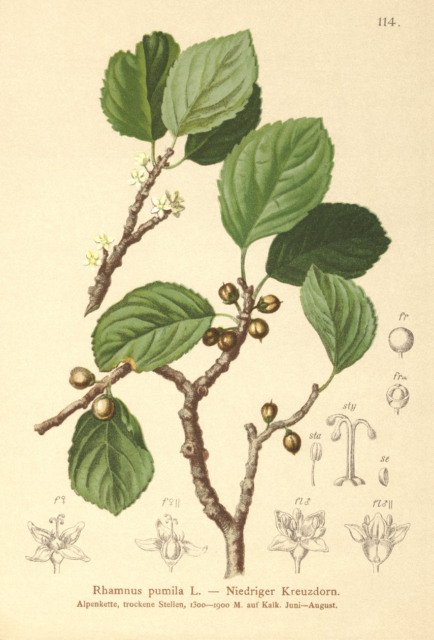 Szakłak karłowaty (Rhamnus pumila) autorstwa German School