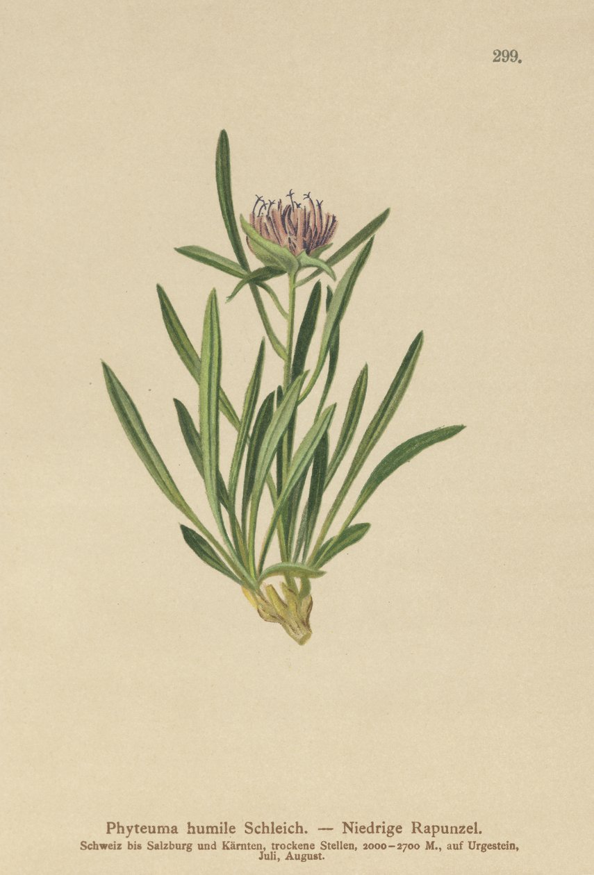 Rampion karłowaty (Phyteuma humile) autorstwa German School