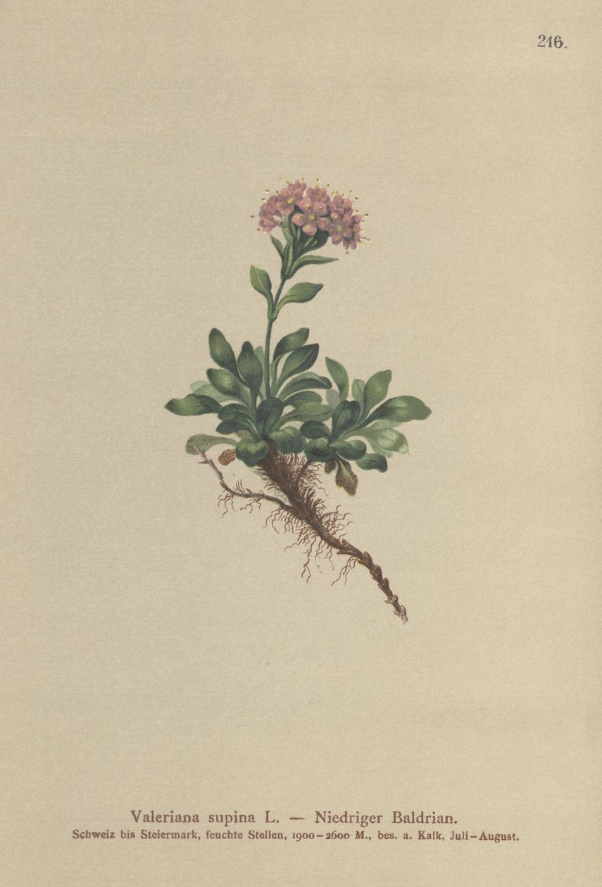 Waleriana karłowata (Valeriana supina) autorstwa German School