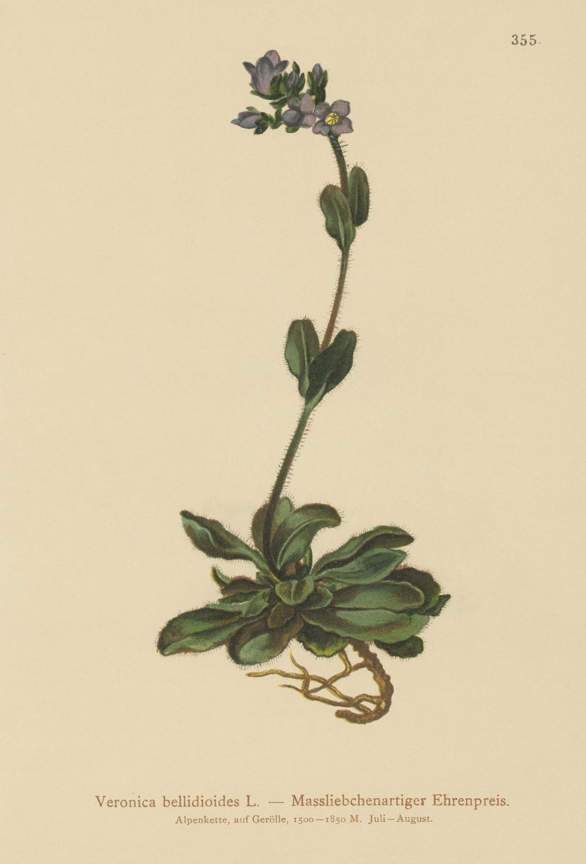 Przetocznik karłowaty (Veronica bellidioides) autorstwa German School