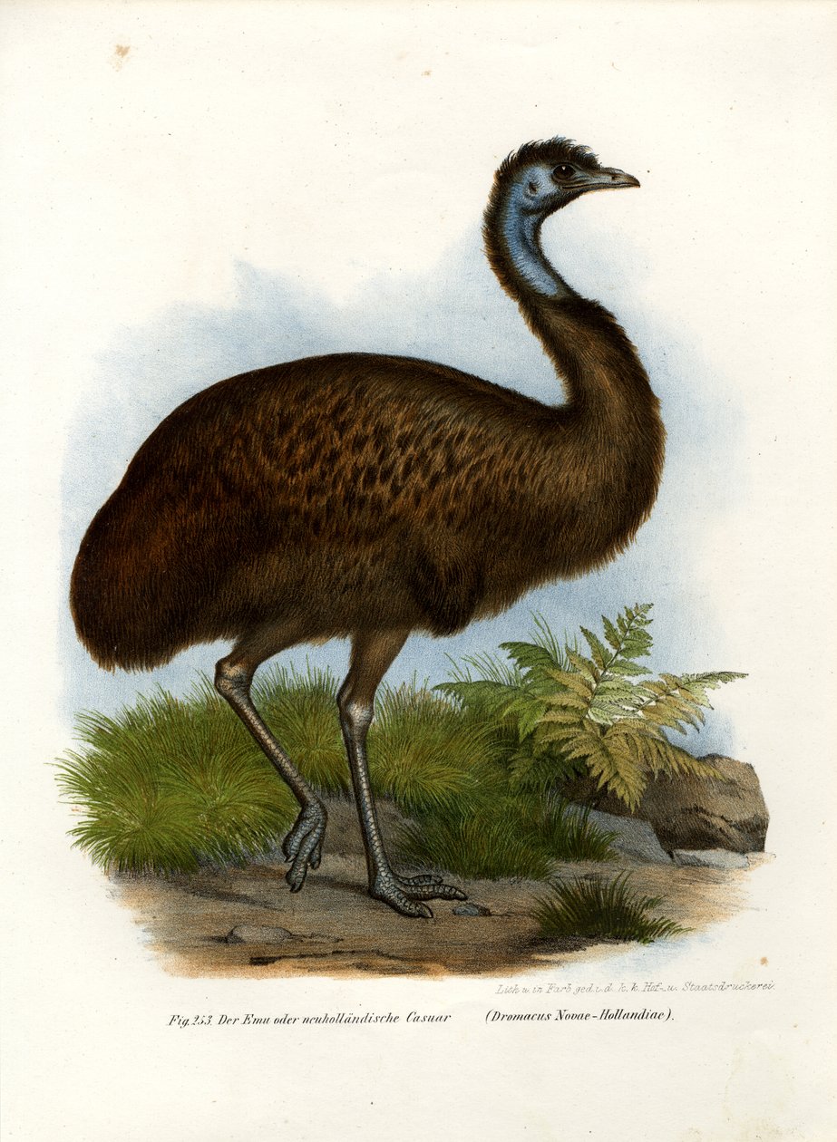 Emu, 1864 autorstwa German School