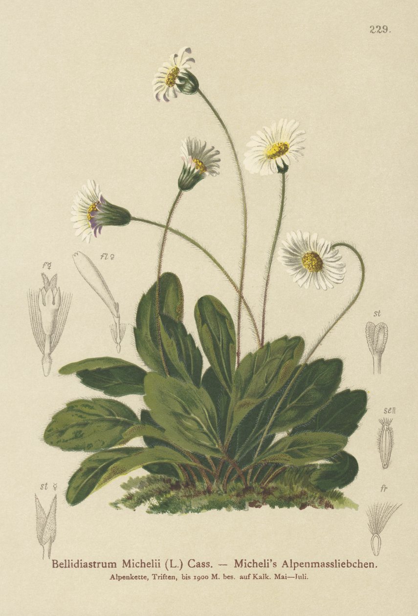 Fałszywy aster (Bellidiastrum Michellii) autorstwa German School