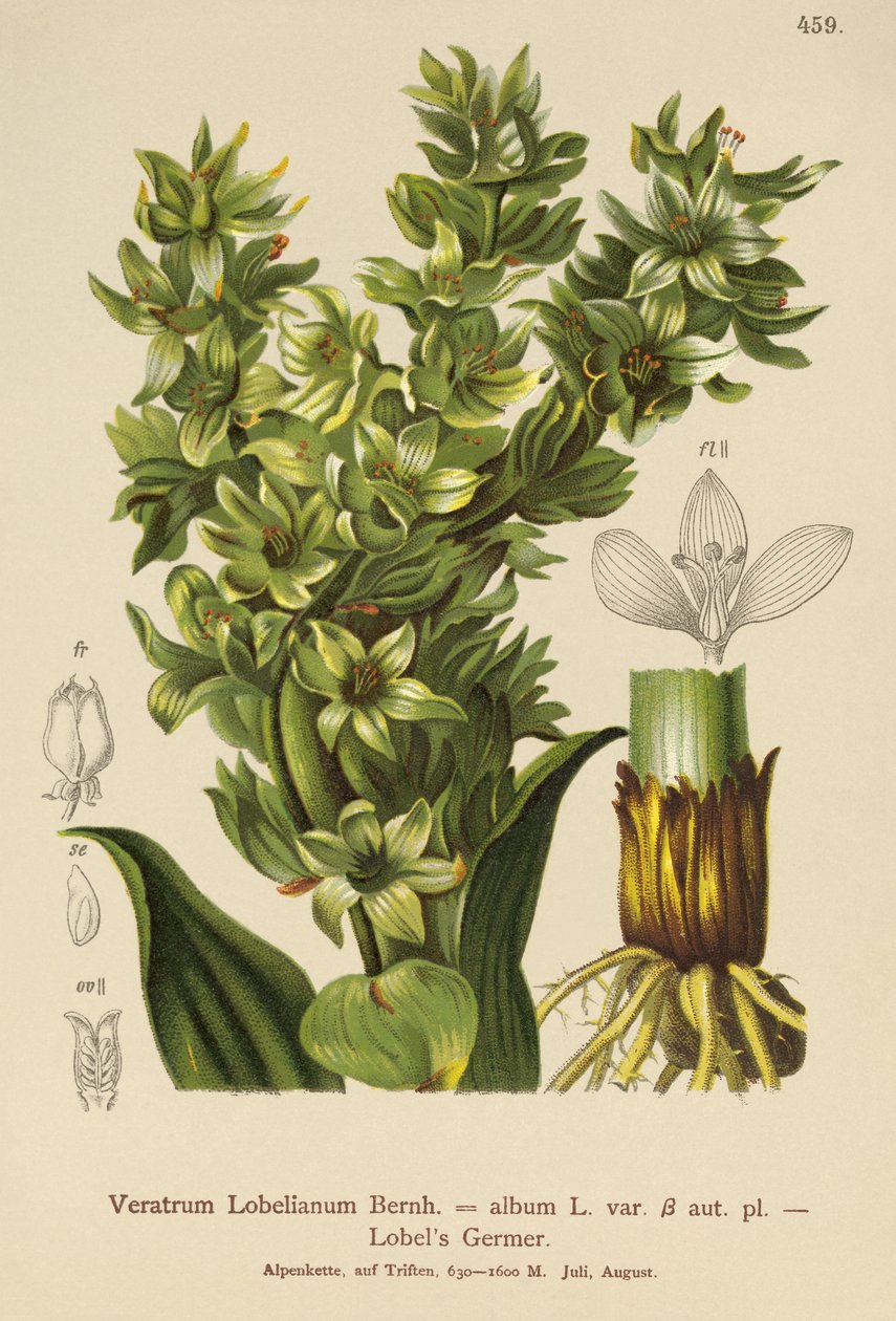 False Helleborine (album Veratrum, Veratrum Lobelianum) autorstwa German School