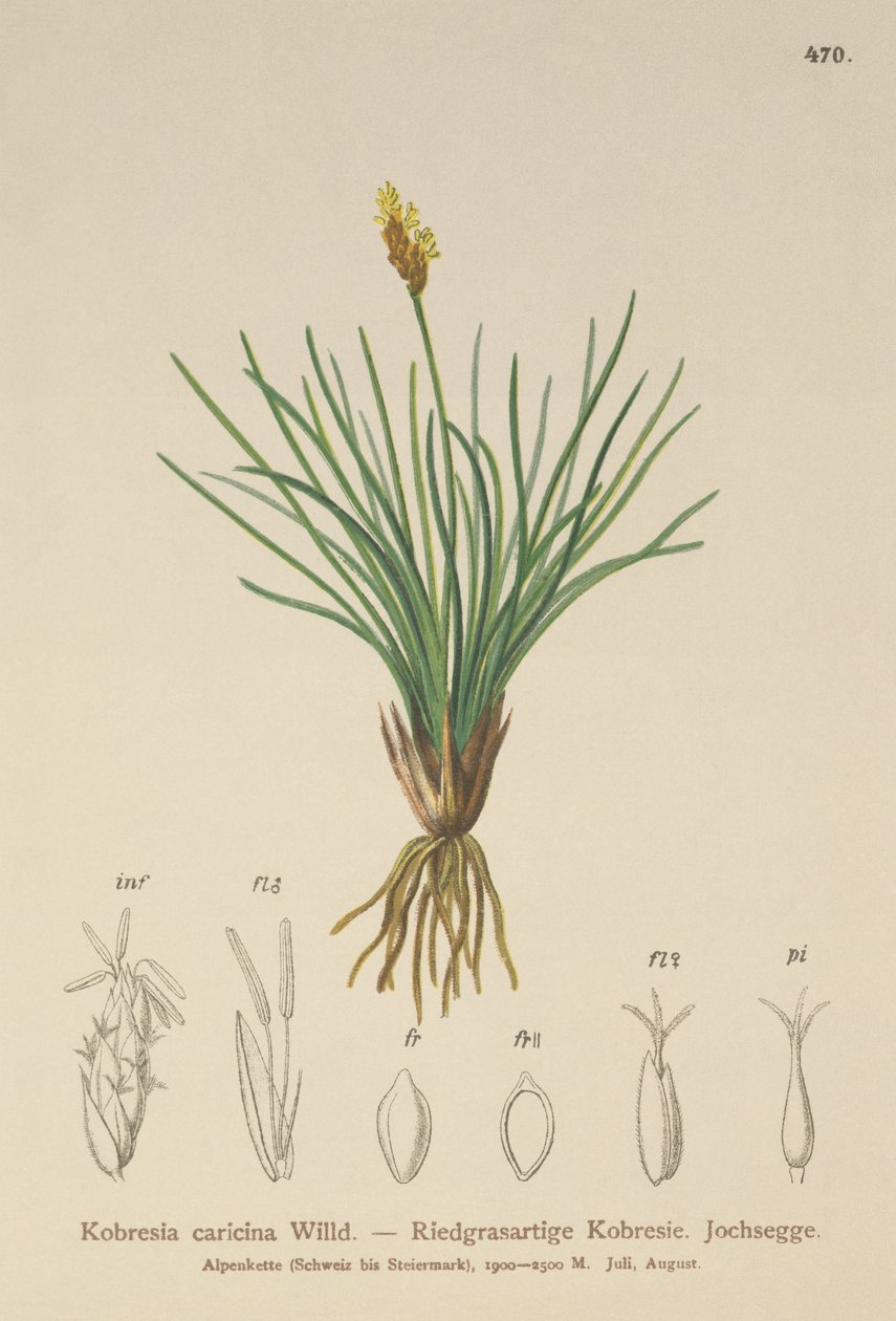 Turzyca fałszywa (Kobresia simpliciuscula, Kobresia caricina) autorstwa German School