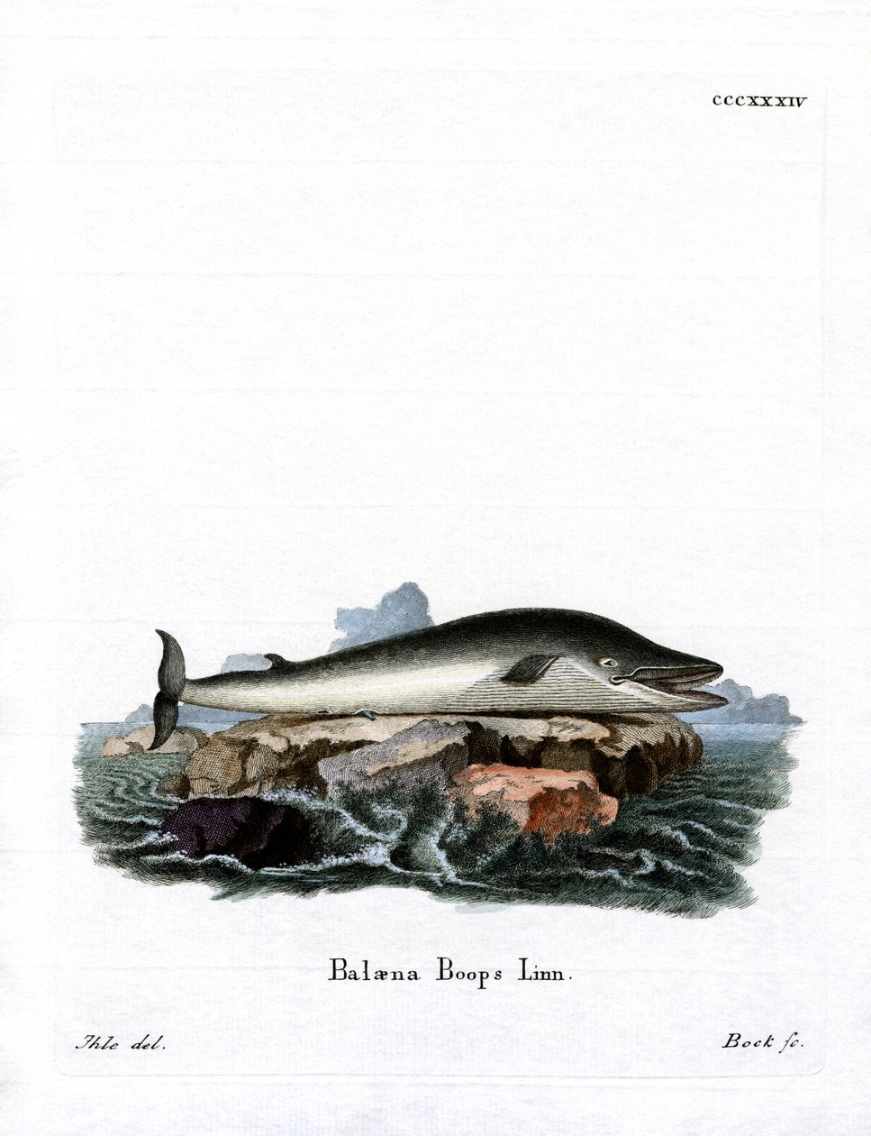 Fin Whale (kolorowy grawerunek) autorstwa German School