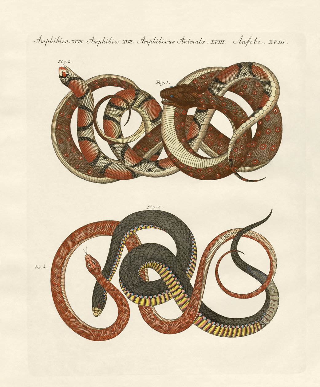Colubridy drobnoliniowe (kolorowe grawerowanie) autorstwa German School