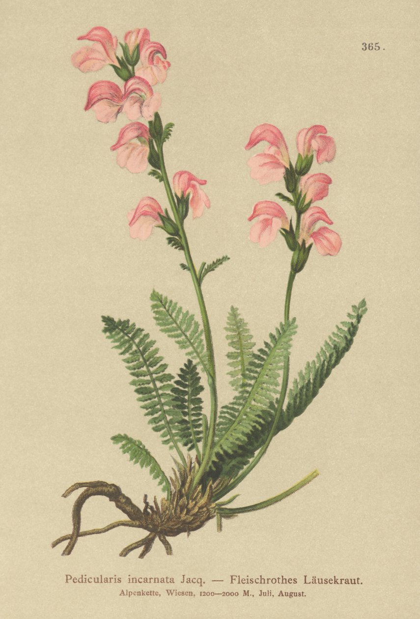 Miąższ różowego wszy (Pedicularis incarnata) autorstwa German School