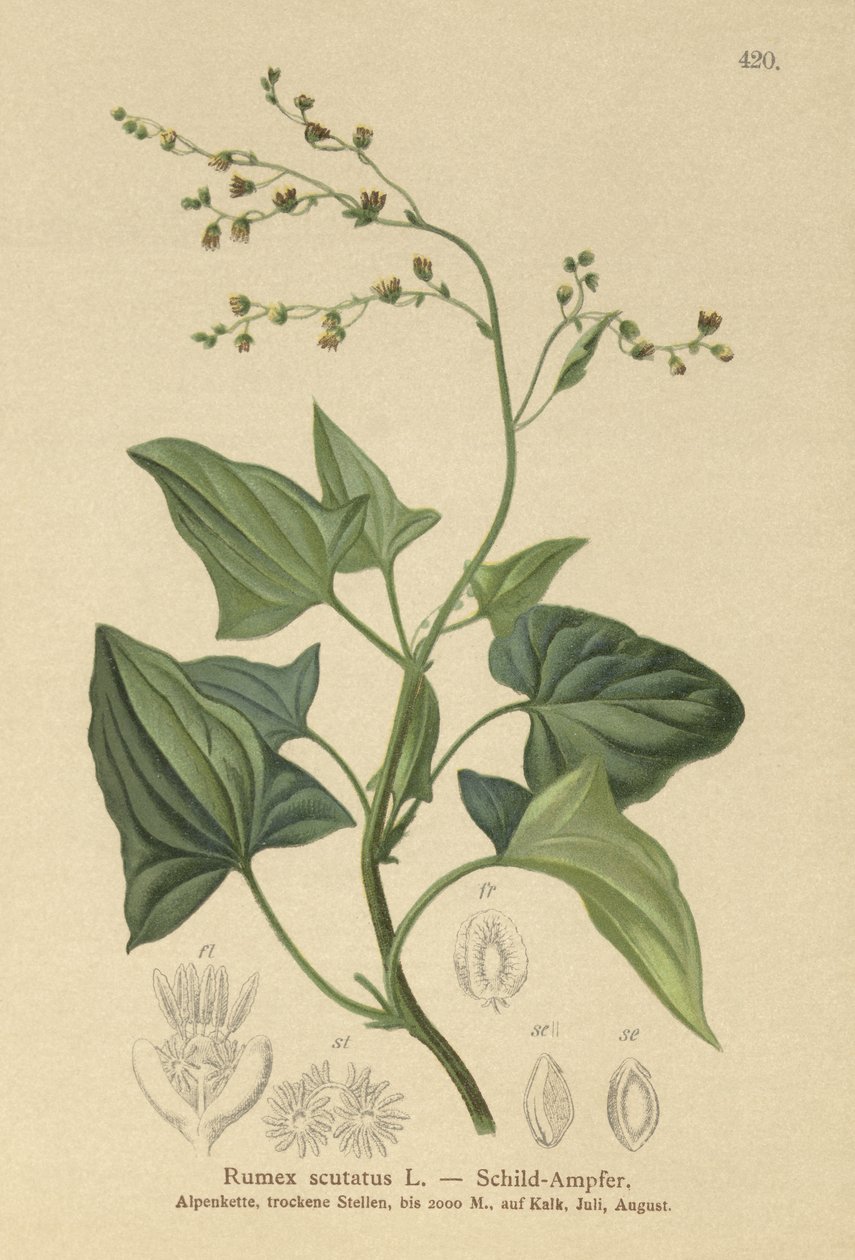 Szczaw francuski (Rumex scutatus) autorstwa German School