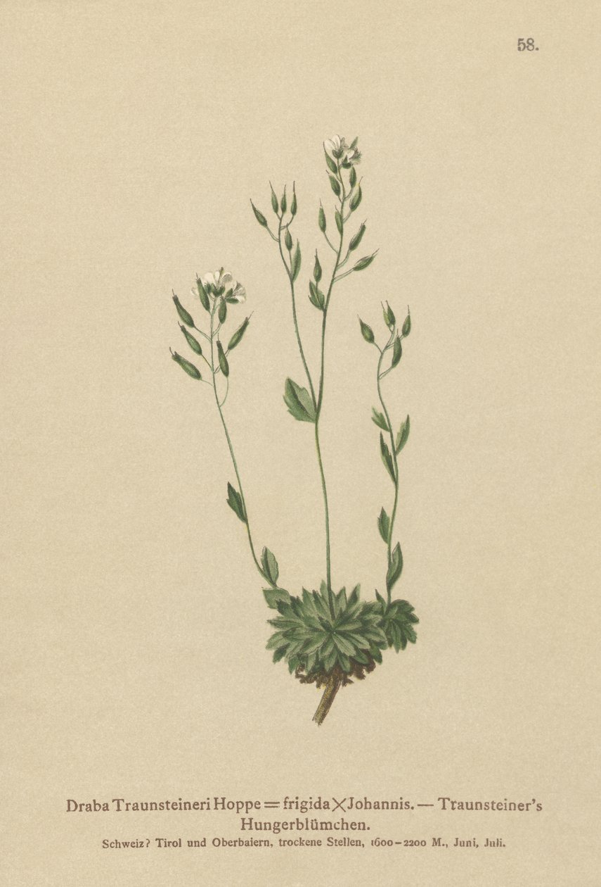 Mroźna trawa Whitlow (Draba Traunsteineri, Draba frigida) autorstwa German School