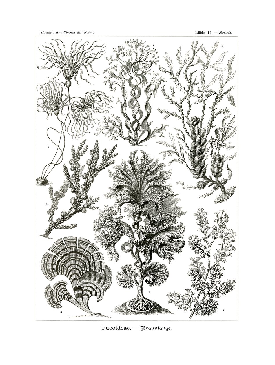 Fucoideae, 1899-1904 autorstwa German School