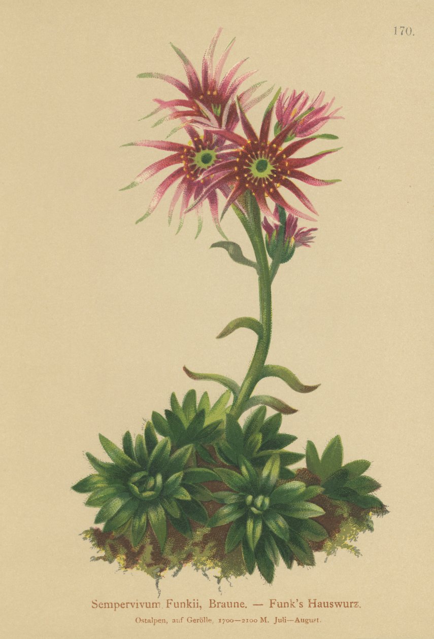 Kura i pisklęta Funks (Sempervivum Funkii) autorstwa German School