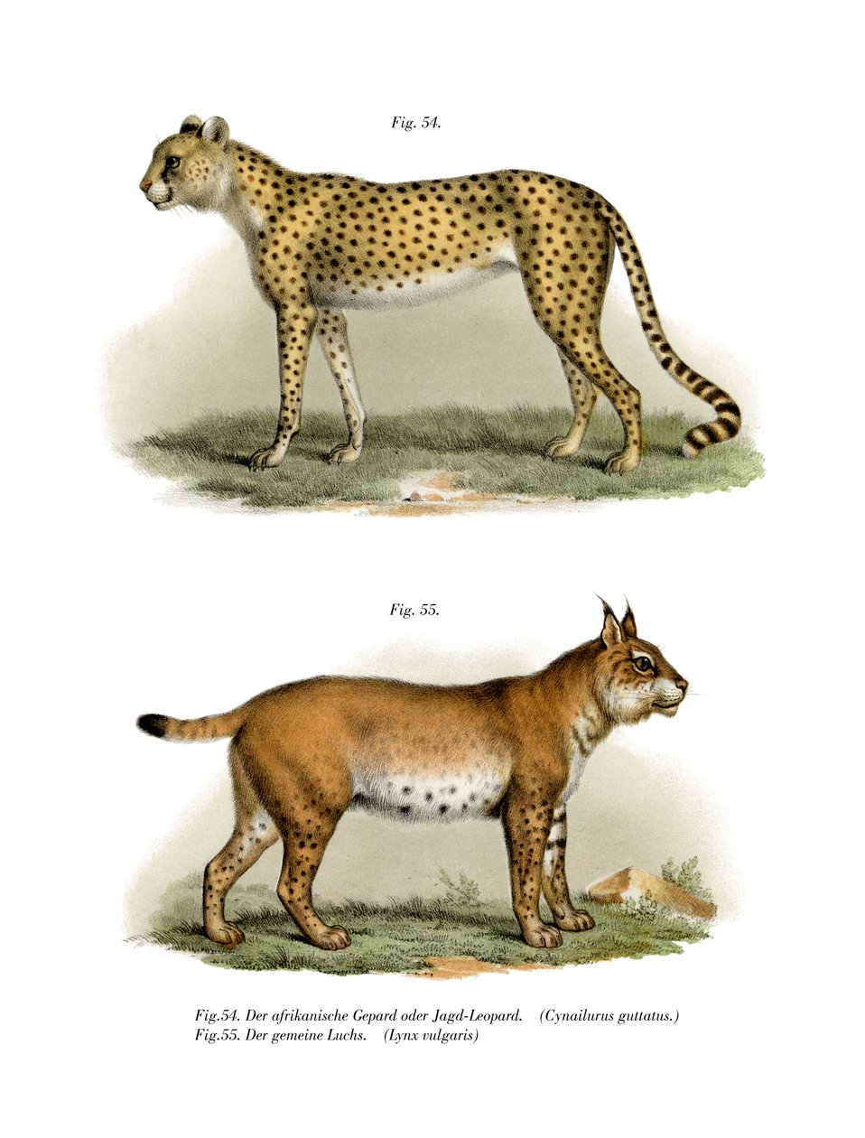 Gepard, 1860 autorstwa German School