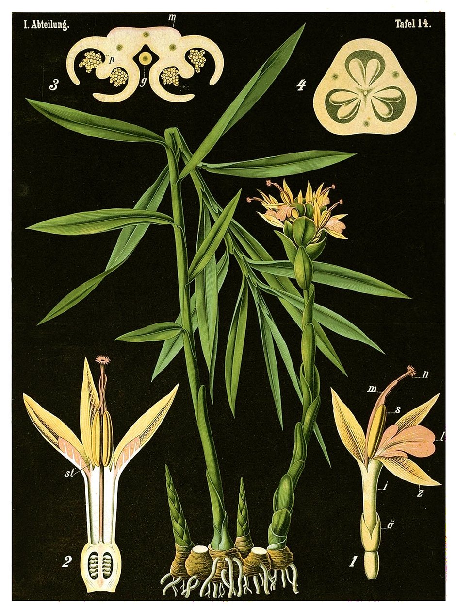 Imbir (Zingiber officinale Roscoe) c.1890 (chromolitografia) autorstwa German School