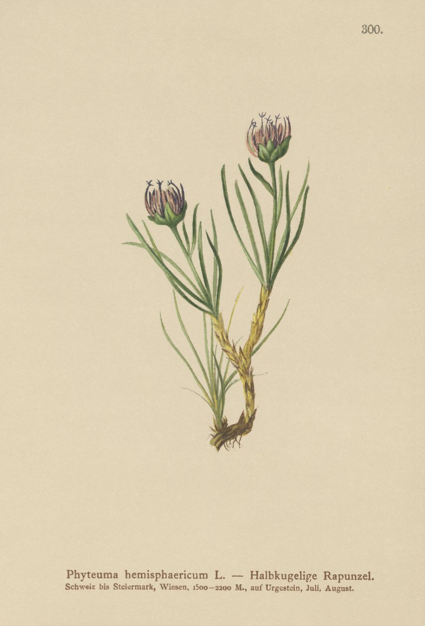 Rampion ziemnowodny (Phyteuma hemisphaericum) autorstwa German School