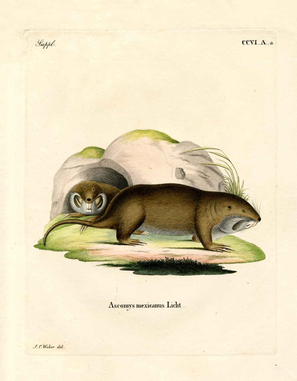 Gopher (kolorowy grawer) autorstwa German School