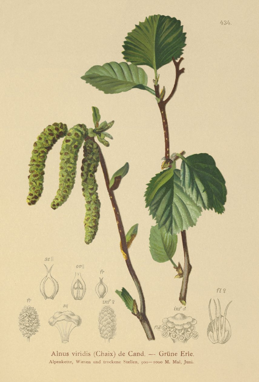 Olsza zielona (Alnus viridis) autorstwa German School