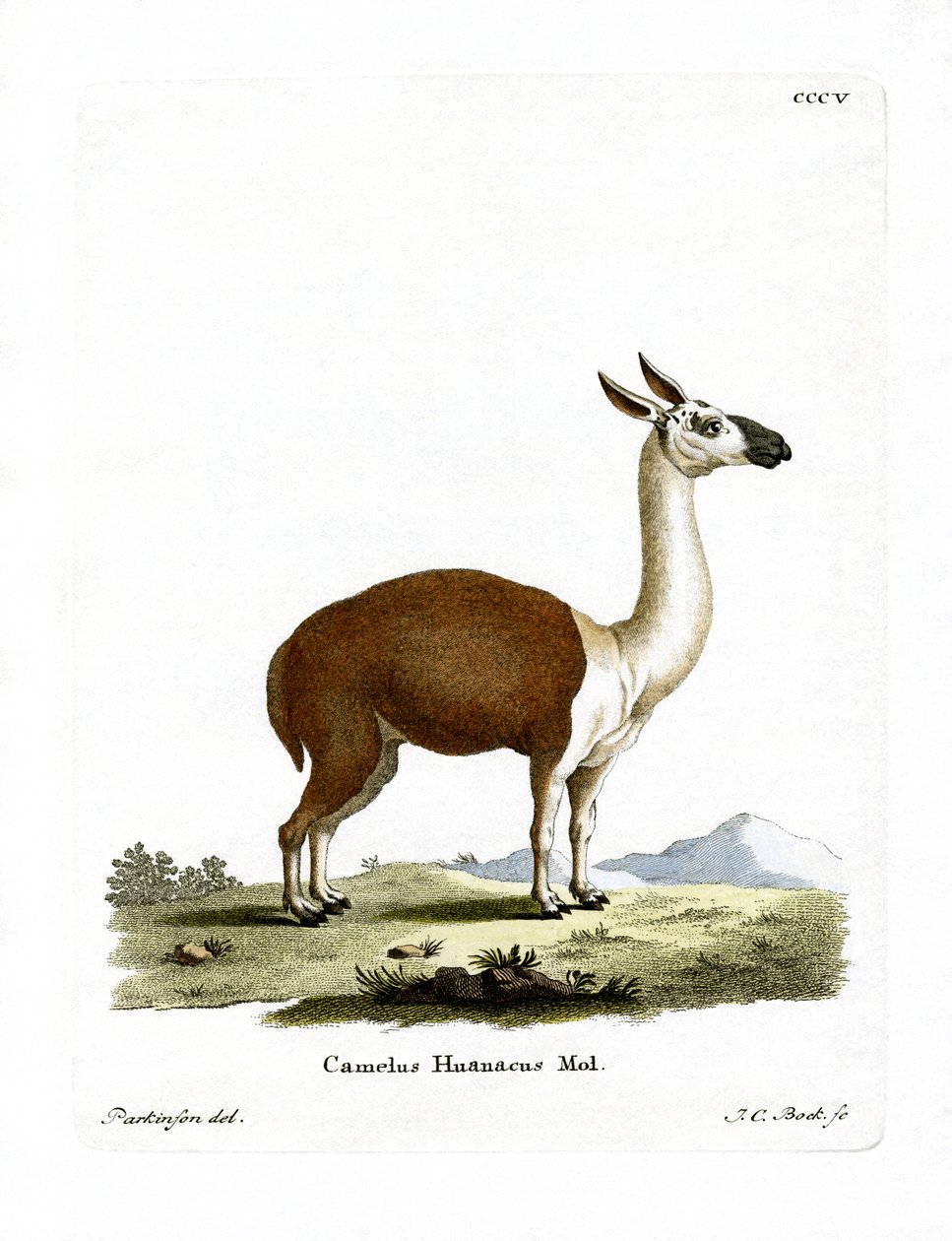 Guanaco (kolorowy grawer) autorstwa German School