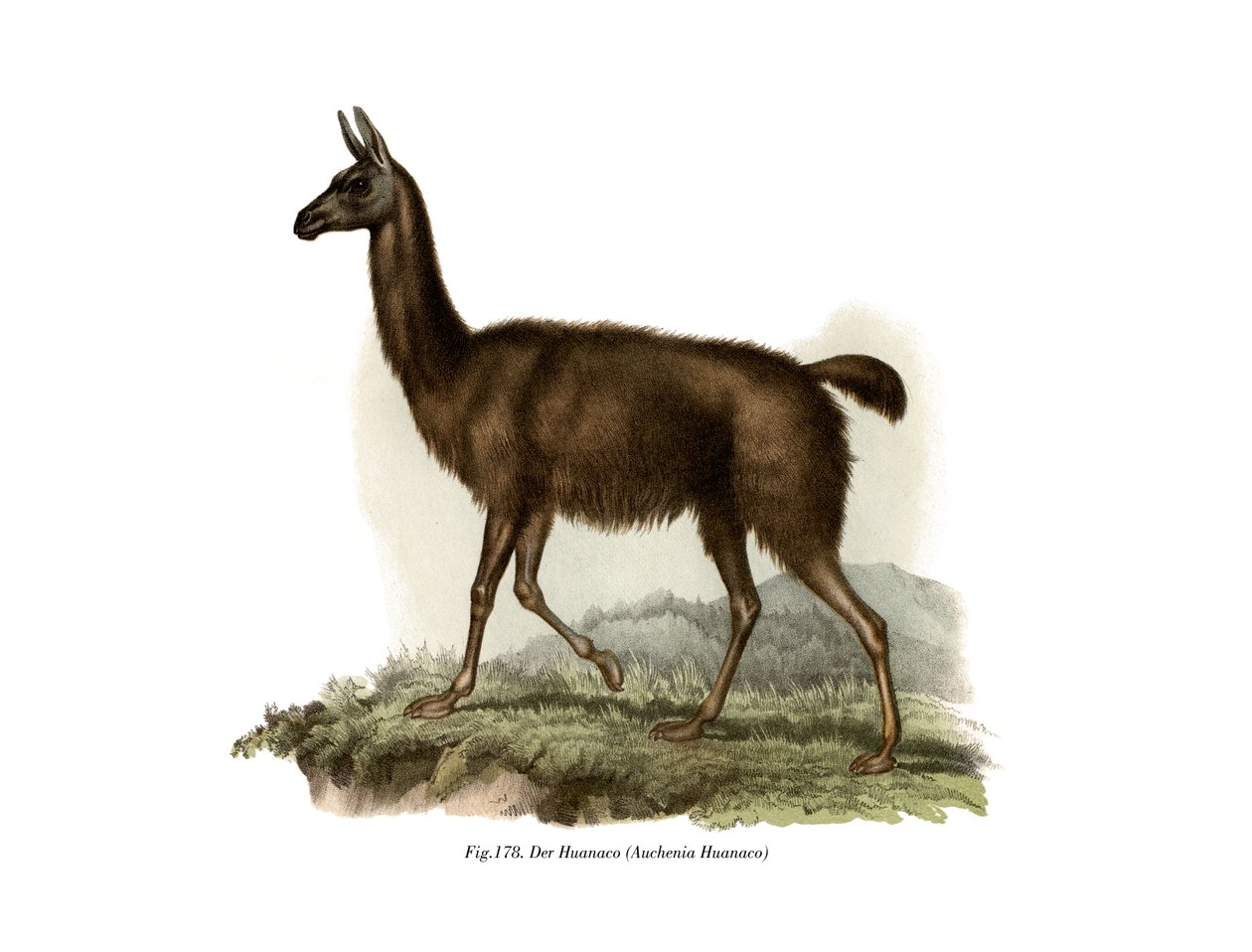 Guanako, 1860 r autorstwa German School