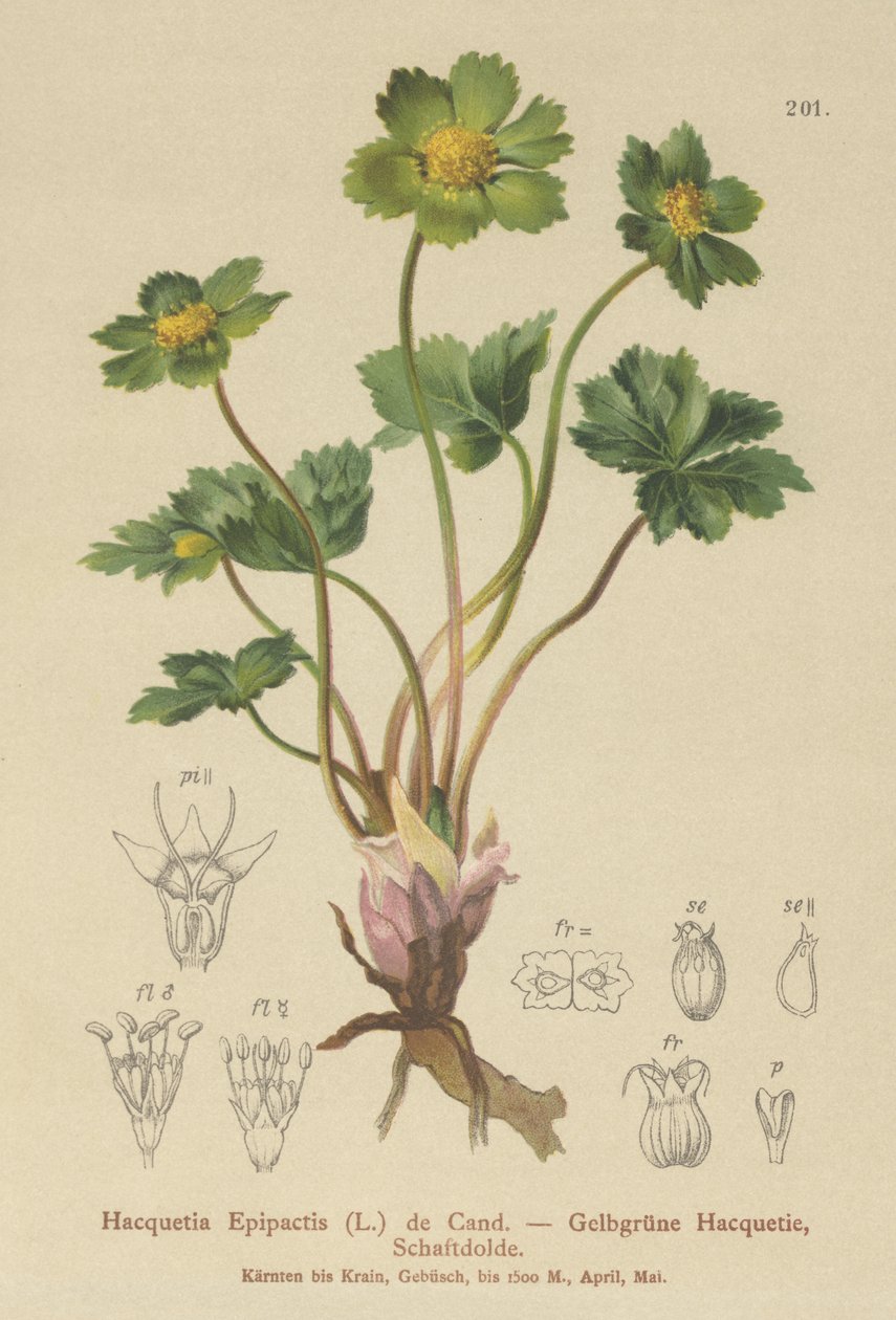 cieszynianka (Hacquetia epipactis) autorstwa German School