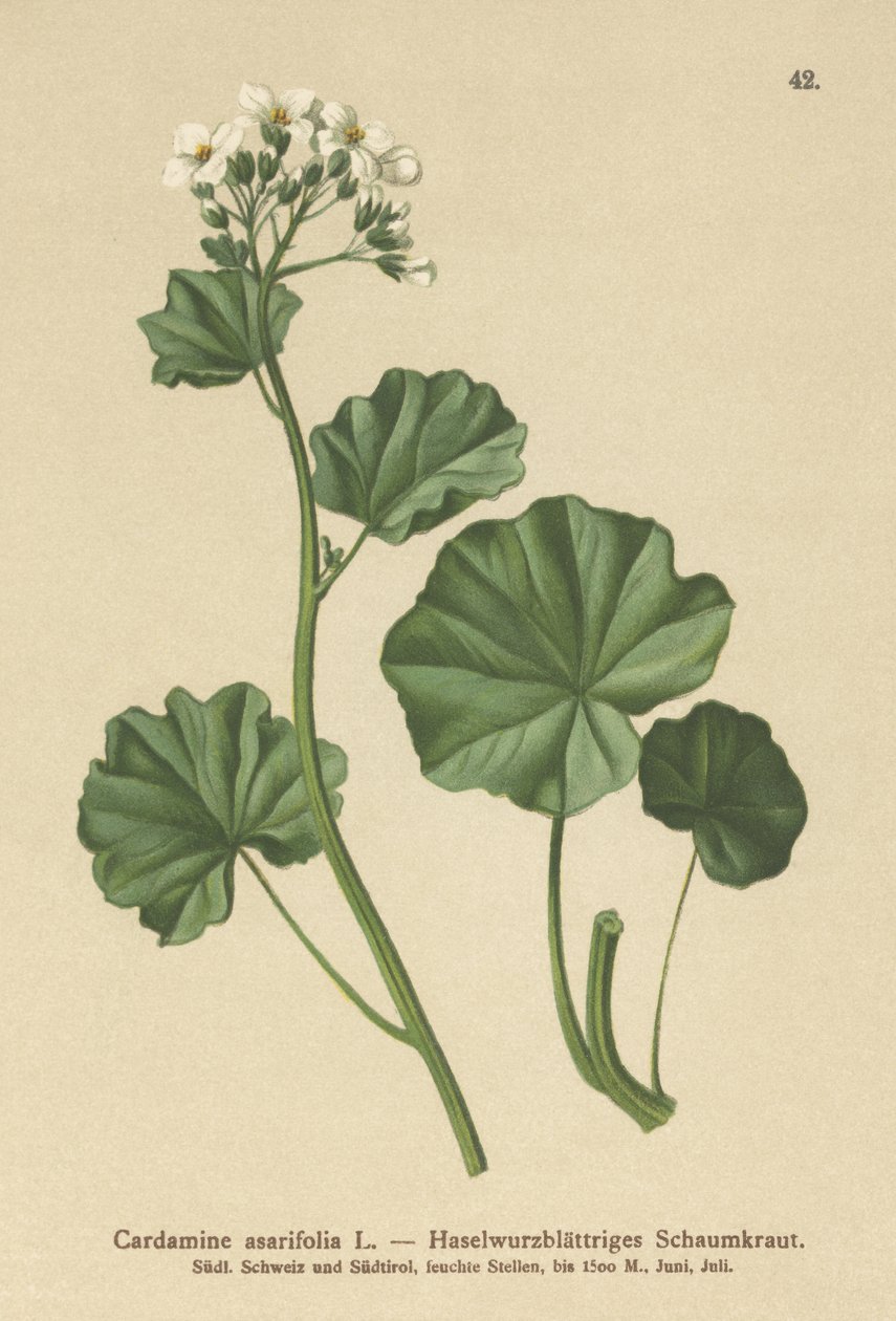 Owłosiona rzeżucha (Cardamine asarifolia) autorstwa German School