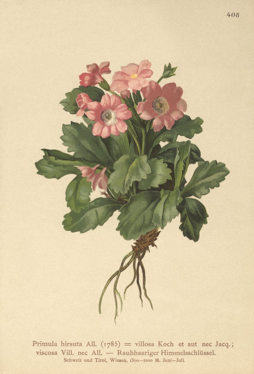 Pierwiosnek owłosiony (Primula hirsuta) autorstwa German School