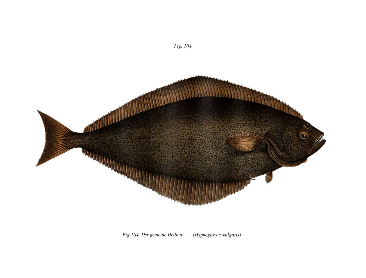 Halibut (kolor lito) autorstwa German School