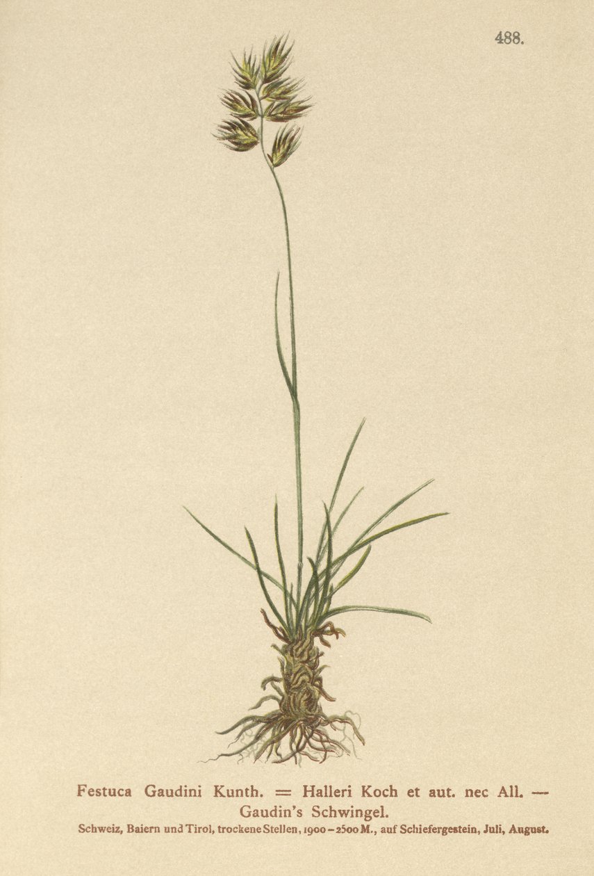 Kostrzewa Hallera (Festuca Gaudini, Festuca Hallerie) autorstwa German School