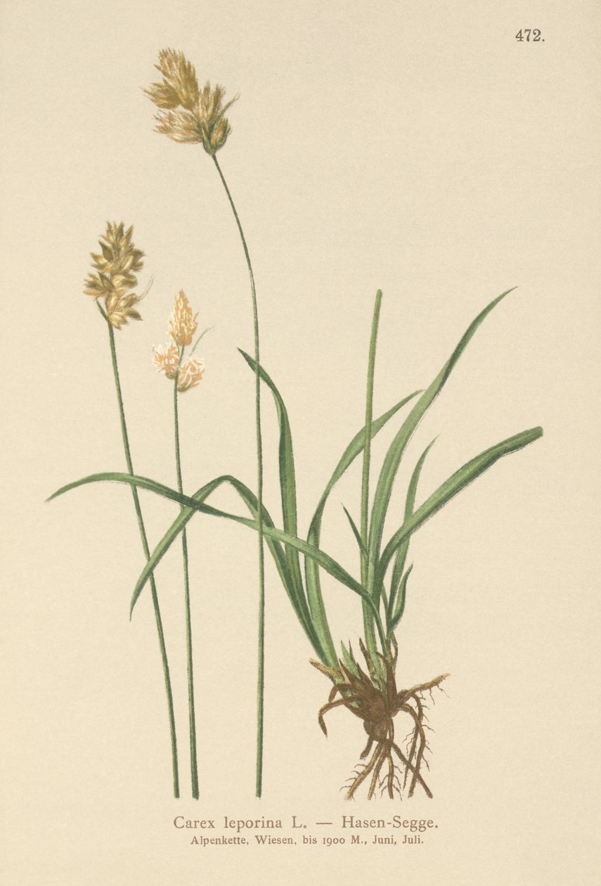 Zając Turzyca (Carex leporina, Carex ovalis) autorstwa German School