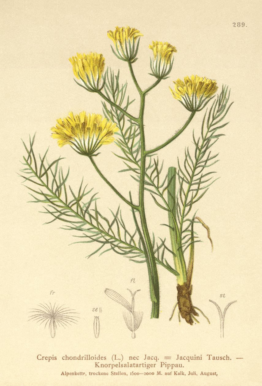Hawksbeard (Crepis chondrilloides) autorstwa German School
