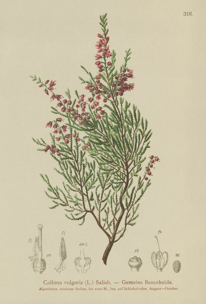 Wrzos (Calluna vulgaris) autorstwa German School