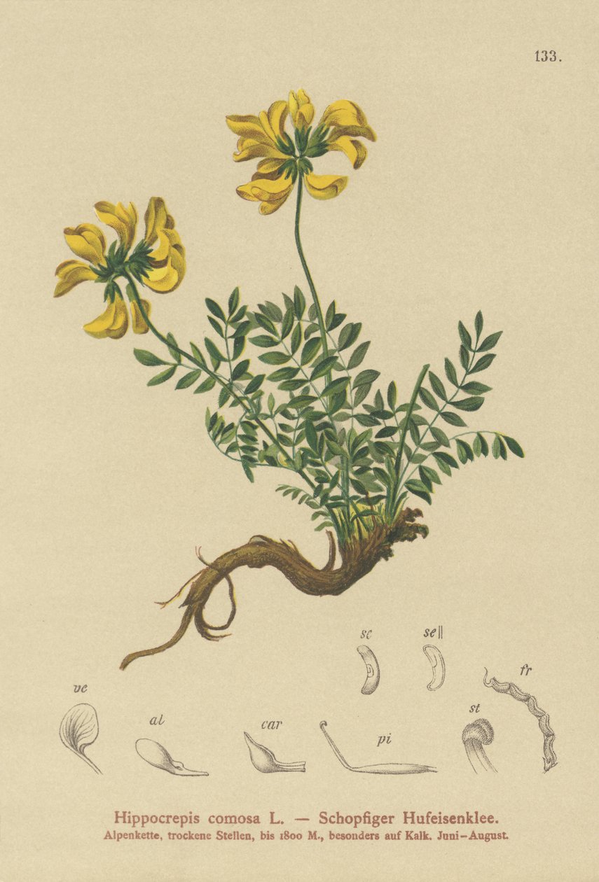 Wyka podkowa (Hippocrepis comosa) autorstwa German School