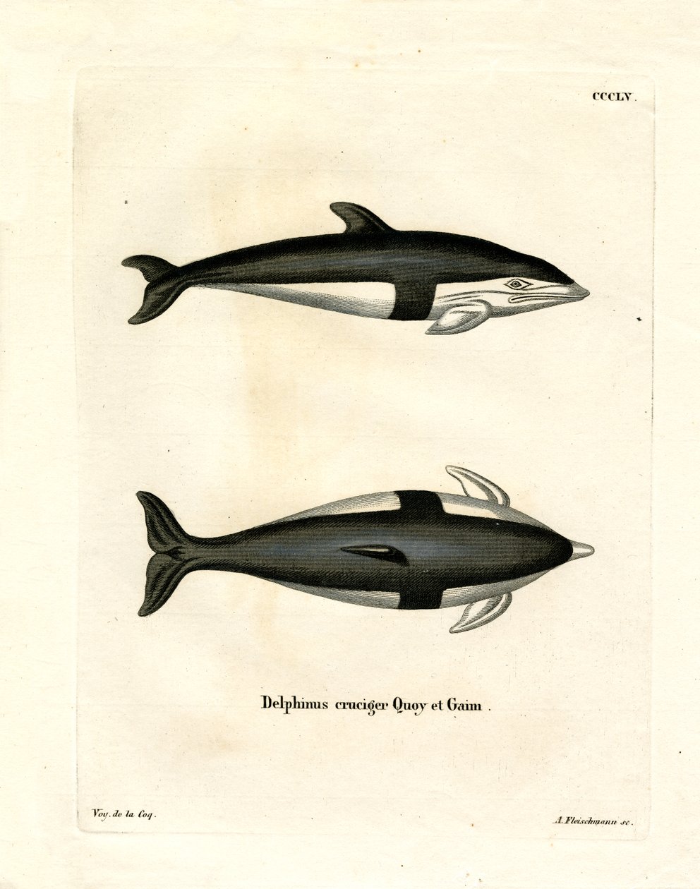 Klepsydra Delfin (kolorowy grawerunek) autorstwa German School