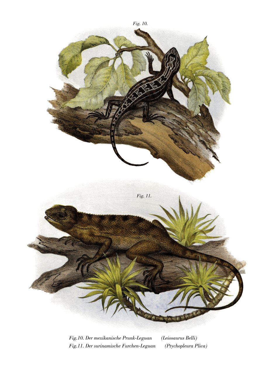 Iguana (kolor lito) autorstwa German School