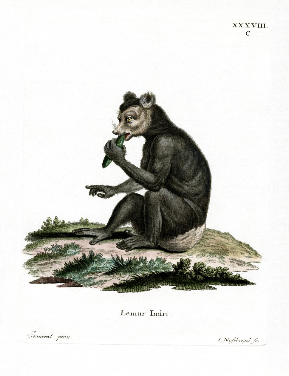 Indri (kolorowy grawer) autorstwa German School