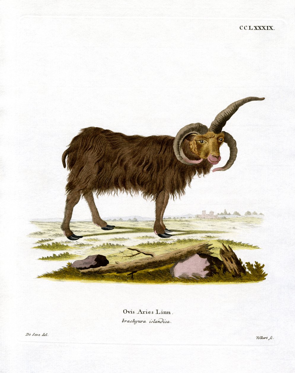 Jacob Sheep (kolorowy grawerunek) autorstwa German School