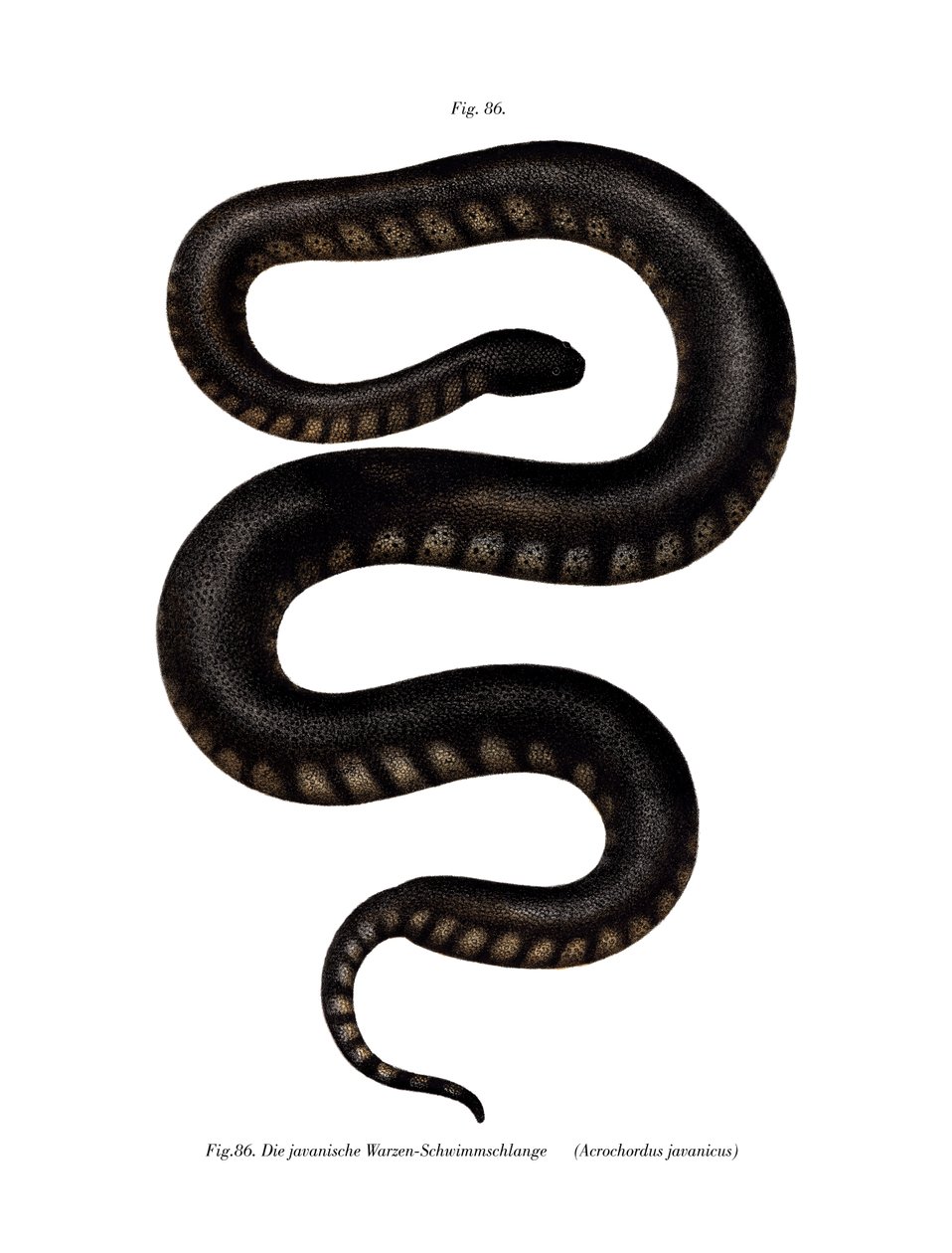 Javan File Snake (kolor lito) autorstwa German School