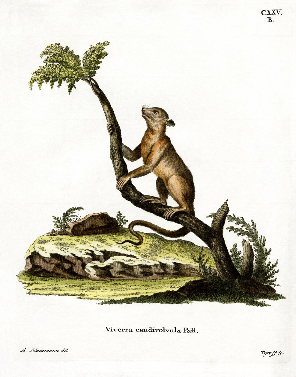 Kinkajou (kolorowy grawer) autorstwa German School