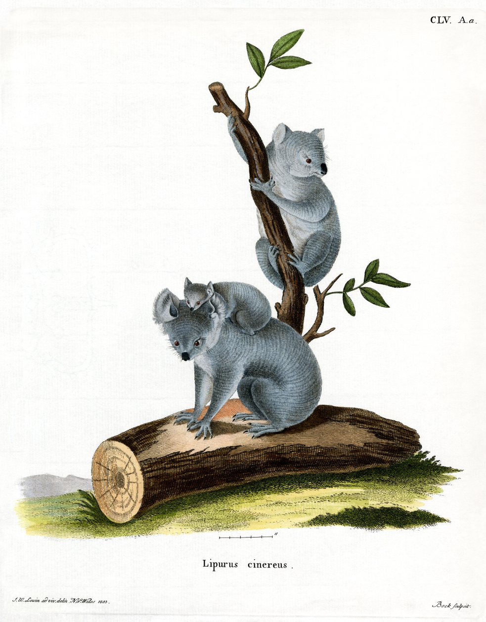 Koala (kolorowy grawer) autorstwa German School