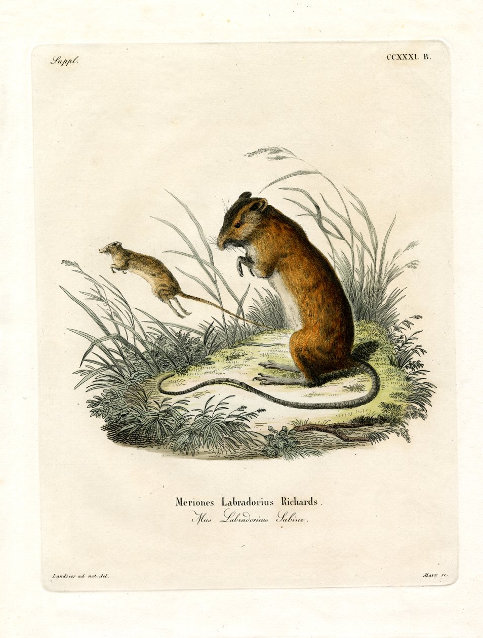 Labrador Jumping Mouse (kolorowy grawerunek) autorstwa German School