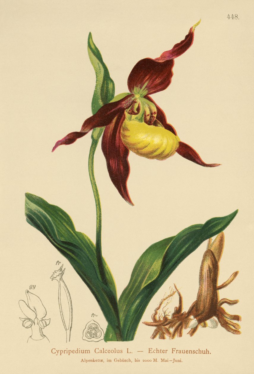 Pantofelek Ladys (Cypripedium Calceolus) autorstwa German School