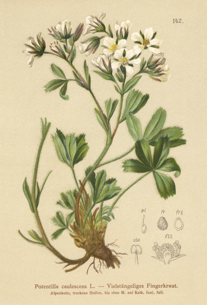 Lax Pięciornik (Potentilla caulescens) autorstwa German School