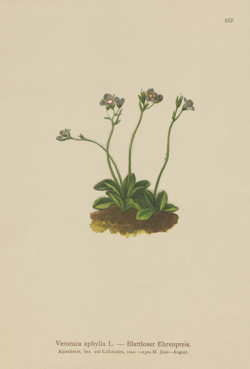 Speedwell bezlistny (Veronica aphylla) autorstwa German School