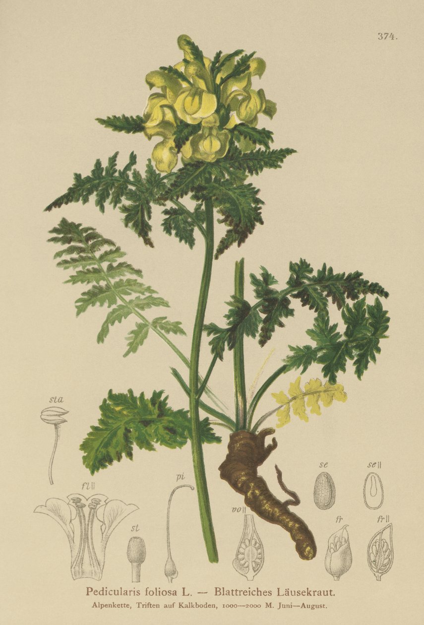 Wszawica liściasta (Pedicularis foliosa) autorstwa German School
