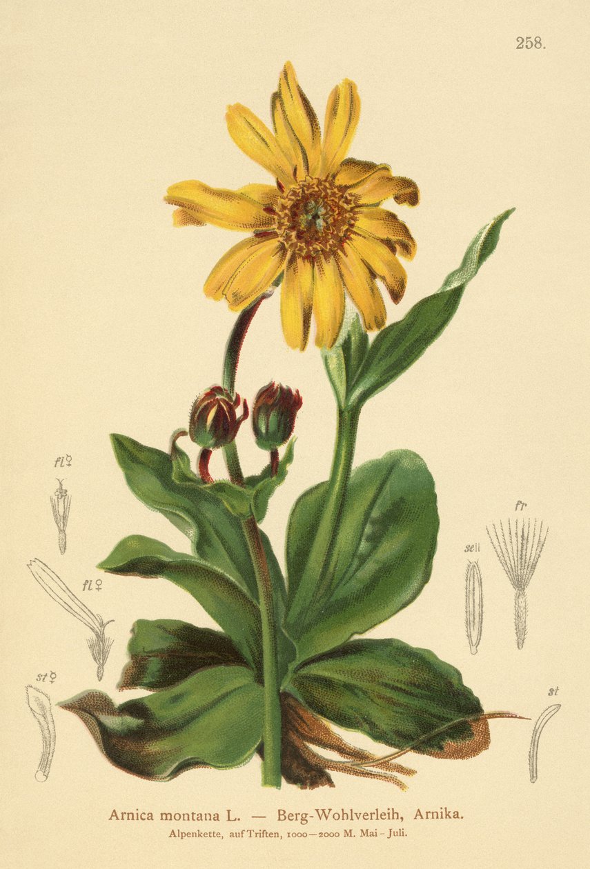 Lamparty zmora (Arnica montana) autorstwa German School
