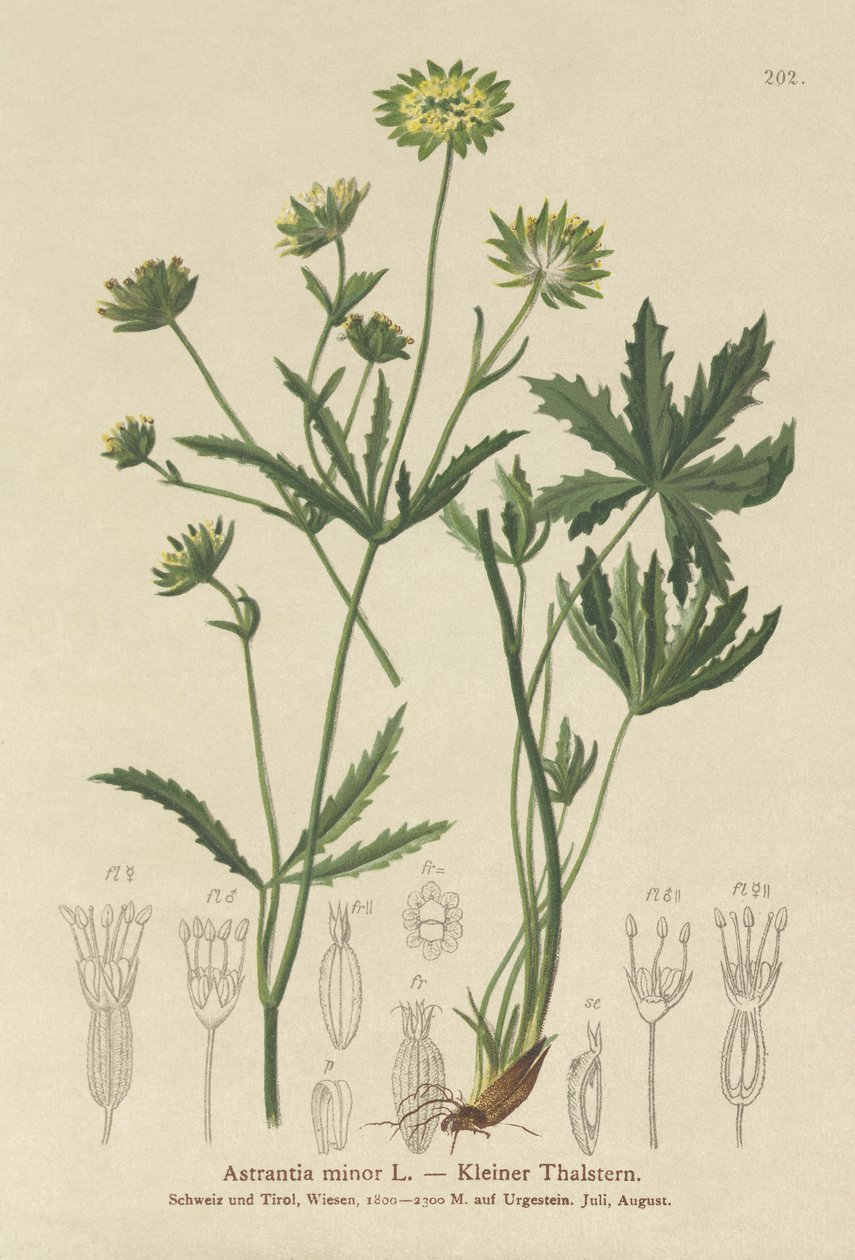 Lesser Masterwort (Astrantia minor) autorstwa German School