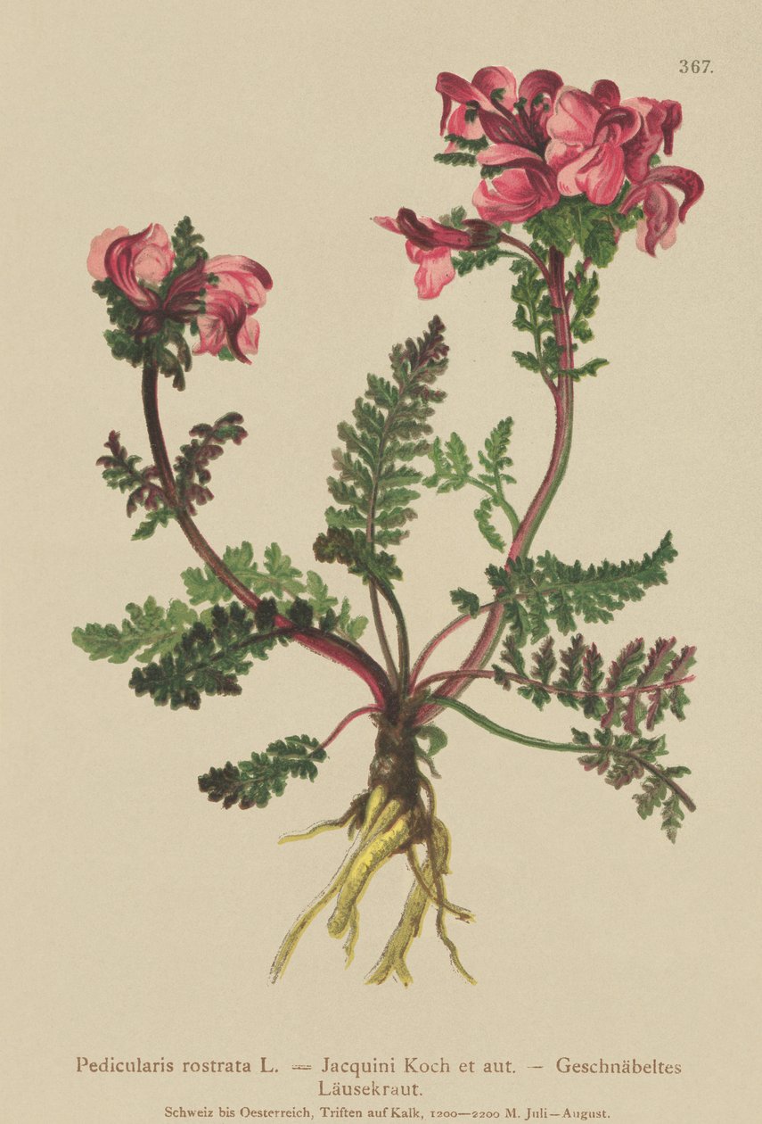 Wąkrota azjatycka (Pedicularis rostrata) autorstwa German School
