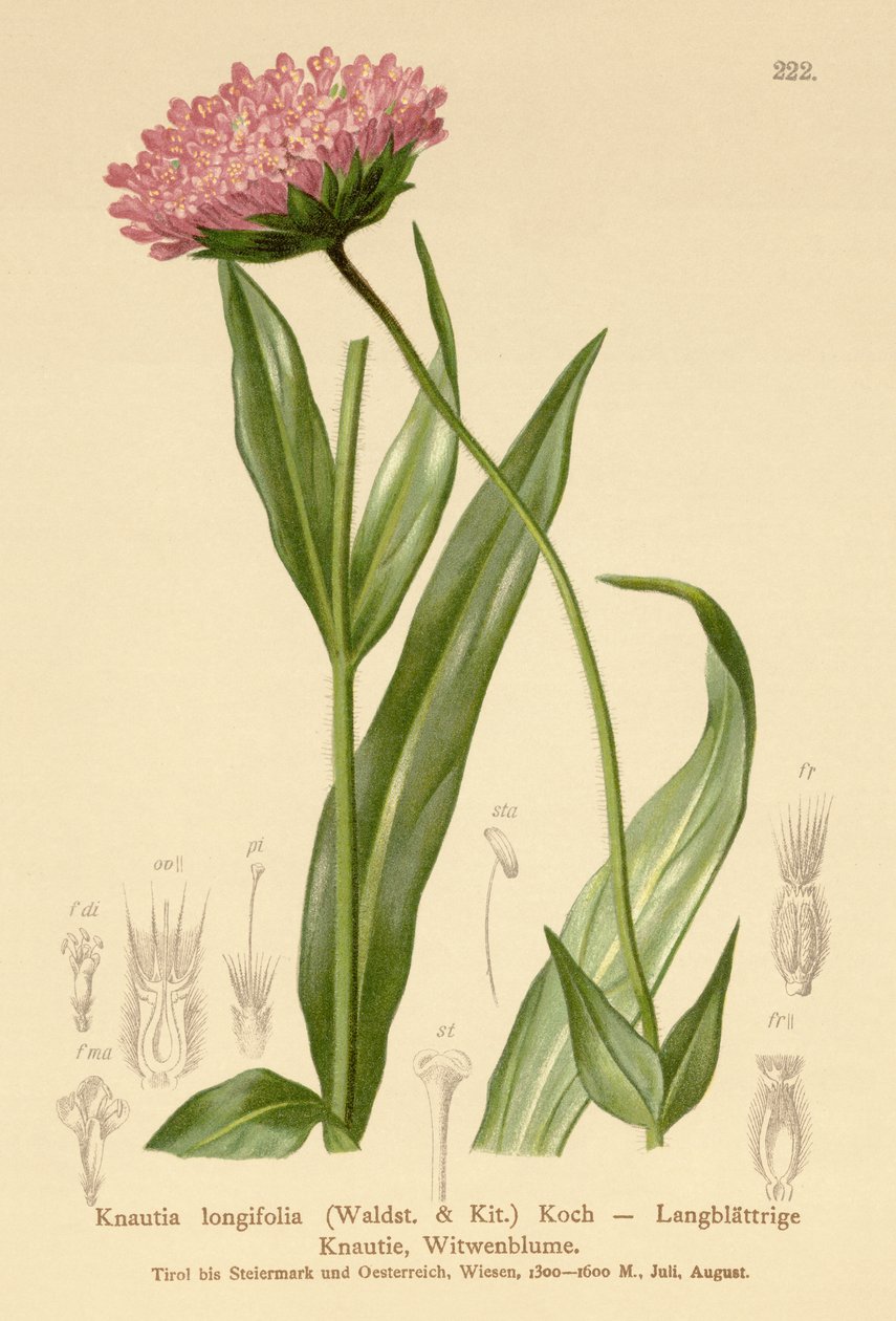 Kwiat wdowy długolistnej (Knautia longifolia) autorstwa German School