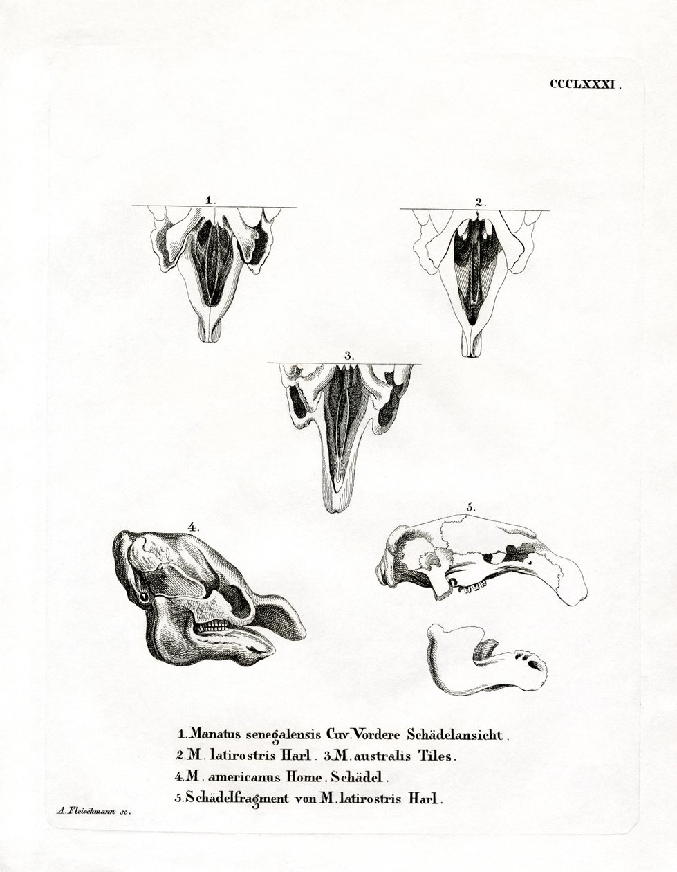 Manate Skulls (kolorowy grawerunek) autorstwa German School