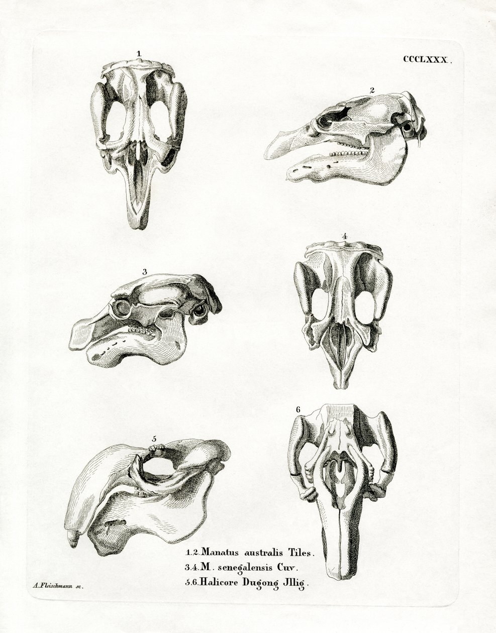 Manat Skulls (kolorowy grawerunek) autorstwa German School