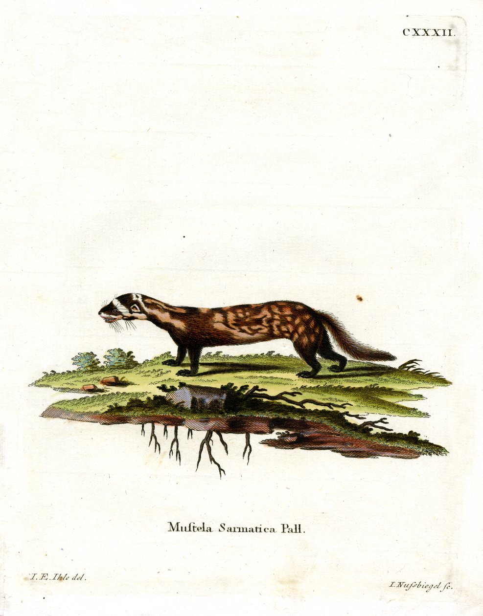 Marbled Polecat (kolorowy grawerunek) autorstwa German School